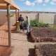 Community gardens Australia food forests
